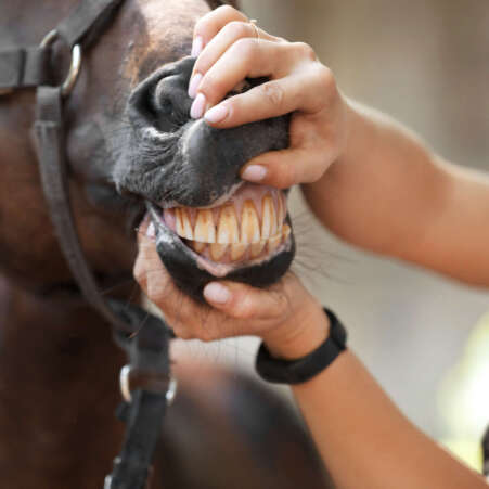 Veterinarian examining horse teeth on farm, closeup