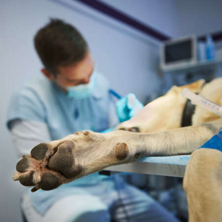 Veterinarian during dog surgery. Selective focus on paw of labrador retriever lying on operating table of veterinary clinic.