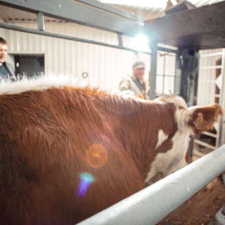 farmer operating complex machinery within a chute, illustrating the integration of engineering and animal science to promote livestock health