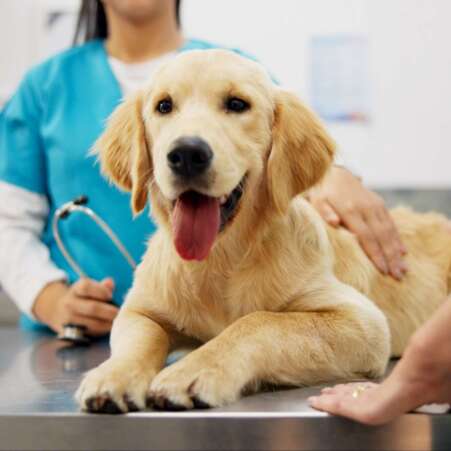 Hands, vet and dog at clinic with consulting, care and stroke for health, development and growth with wellness. People, doctor and golden retriever pet with check, exam and help at animal hospital.