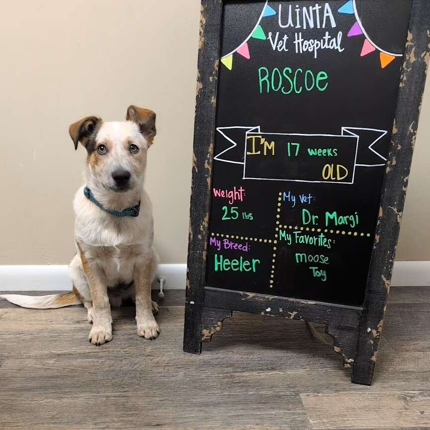 Dog