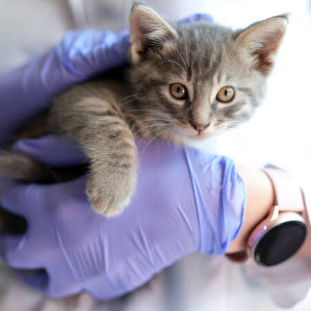 Kitten homepage