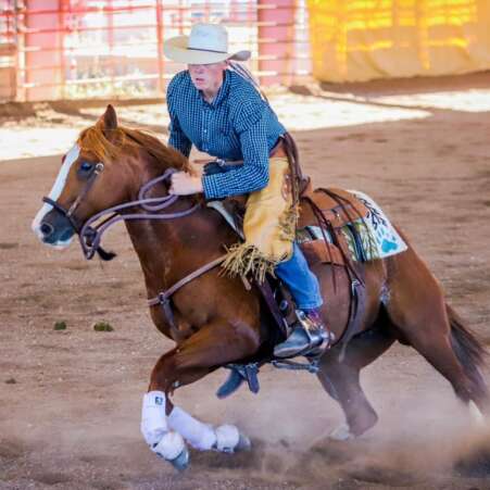 IMG_8236 Performance horse