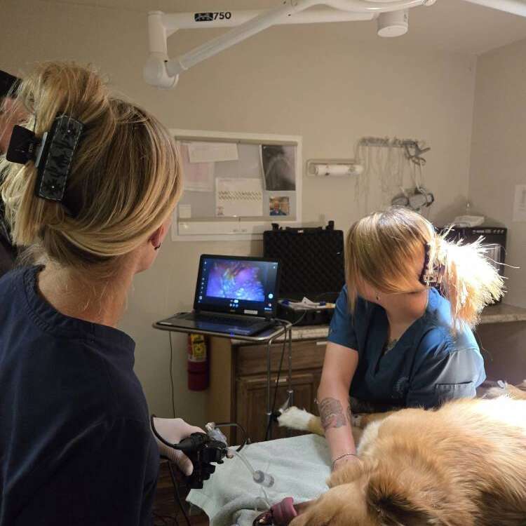 Margi Surgery Margi Surgery